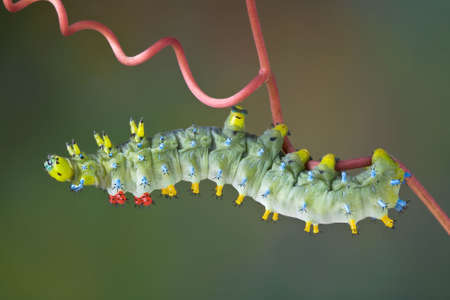 A cecropia caterpillar is reaching out in search of food.の写真素材