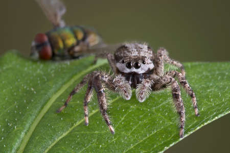 A jumping spider has killed a fly and is staring at the camera.の写真素材