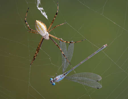 An argiope spider has caught a damselfly in it's web.の写真素材