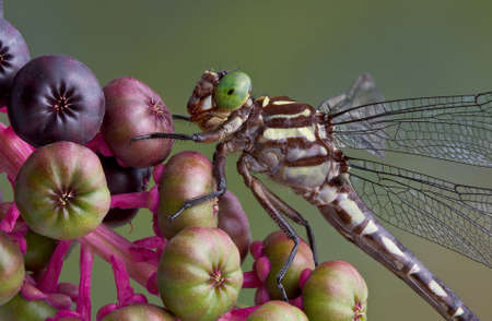 A dragonfly has landed on a branch of pokeweed.の写真素材