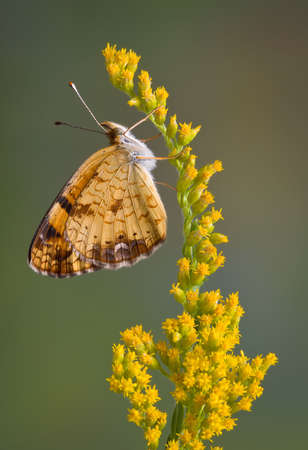A tiny butterfly is resting on a branch of goldenrod.の写真素材