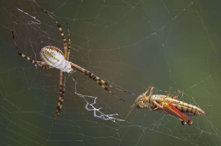 A banded argiope spider has caught a grasshopper in it's web.の写真素材