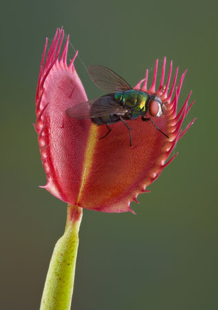 A fly is sitting on an open venus fly trap, just a second away from being trapped and eaten. の写真素材