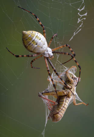 A banded argiope spider has wrapped up a grasshopper in it's web.の写真素材
