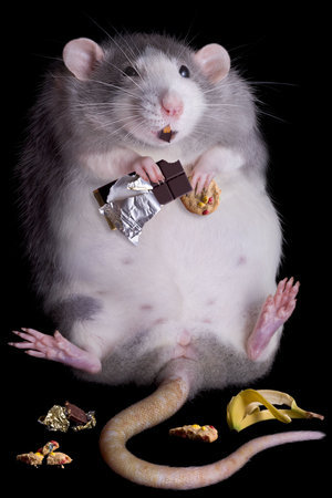 A fat rat named Drucilla is eating candy and cookies.の写真素材