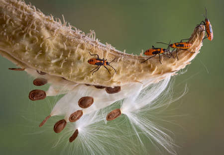 Several milkweed bugs are walking across a milkweed pod.の写真素材