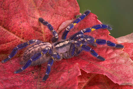 A purple P. Metallica tarantula is walking across colorful leaves.の写真素材
