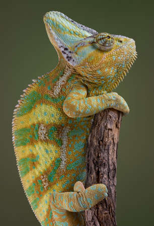 A veiled chameleon is climbing up an old broken branch.