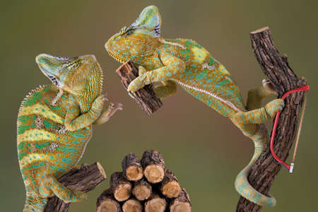 A pair of veiled chameleons are working together to cut some firewood.の写真素材