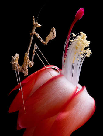 A lichen mantis nymph is perched on top of a cactus flower.の写真素材