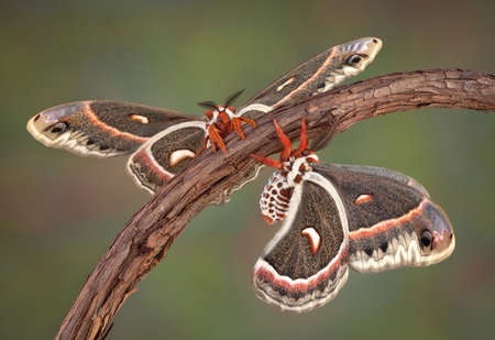 Two cecropia moths are perched on the same vine.の写真素材