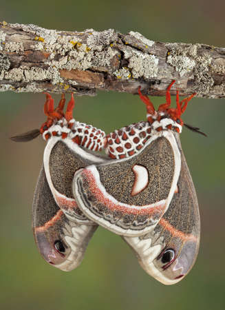 Two cecropia moths are mating while hanging from a branch. They can stay together for over 12 hours.の写真素材