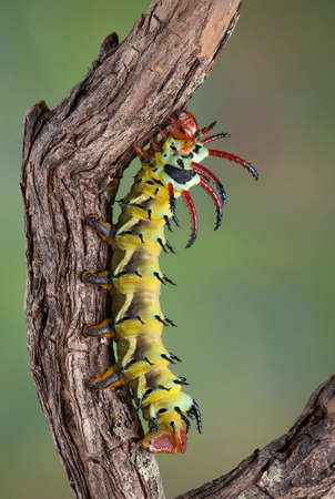 A Hickory Horned Devil caterpillar is crawling on a branch.の写真素材