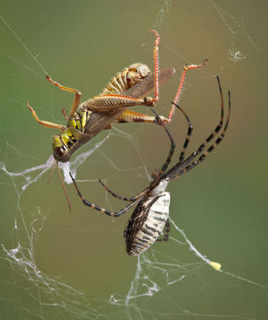 A female banded argiope spider is moving towards a grasshopper that is caught in her web.の写真素材
