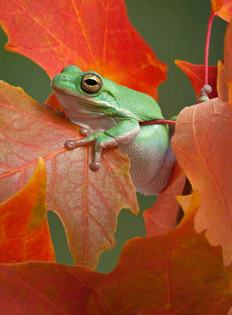 A green tree frog is resting after climbing on a maple tree in fall.