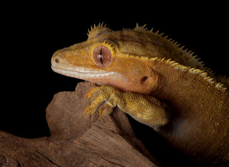 A female crested gecko stares over a jagged cliff at night.