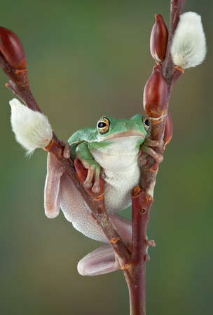 A green tree frog is resting after climbing a pussy willow branch.