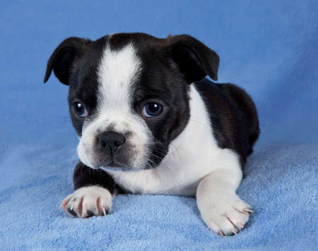 A portrait of a 7 week old female Boston terrier puppy.の写真素材