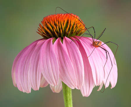 A daddy long leg spider is climbing on a cone flower.の写真素材