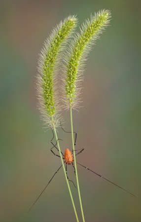 A daddy long leg spider is climbing down two stalks of foxtail grass.