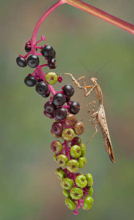 A male dead leaf mantis is sitting on a branch of poke weed.