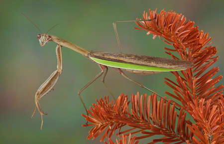 A praying mantis is perched on a dead evergreen branch.