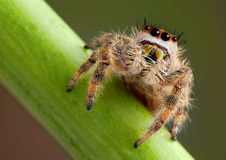 A female jumping spider is shown from a low angle very close up.