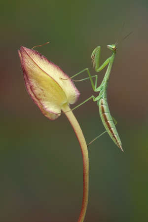 A mantis nymph is perched on a morning glory bud.の写真素材