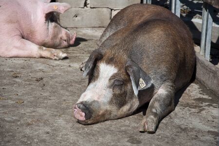 Couple of pigs napping in the sunのeditorial素材