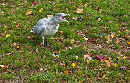 A gull squawking at an intruder.の写真素材