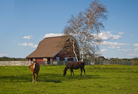 Two horses grazing in the pasture.の写真素材