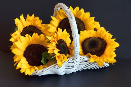 Sunflowers in a white wicker basketの写真素材