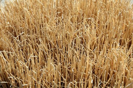 For a background of straw grass