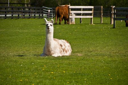 A llama resting in the corral with several other animalsの写真素材