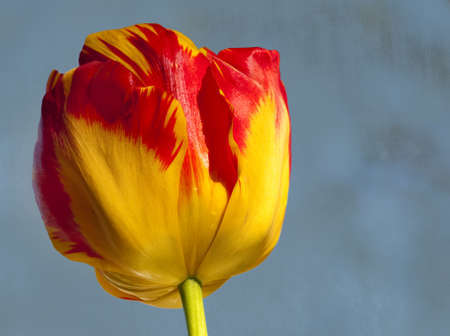 A tulip on a textured background with negative space for textの写真素材
