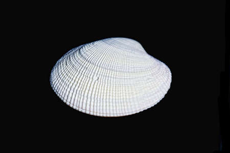 A white clam shell on a black backgroundの写真素材