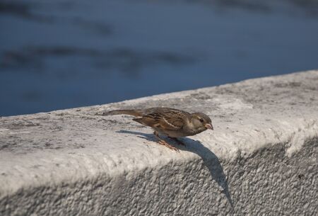 A common sparrowの写真素材
