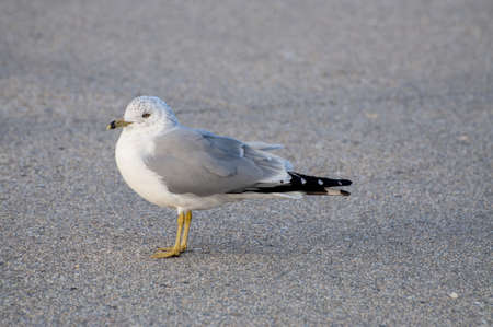 A single gull in the parking lot at the beach