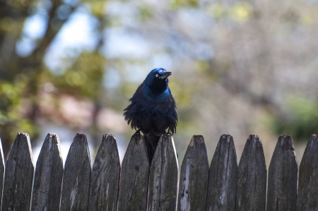 A common grackle sitting puffed up on the fenceの写真素材