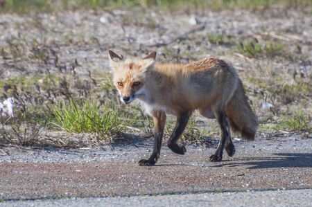 A red fox running along the edge of a parking lot at the beach
