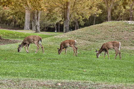 Three white tail deer grazing on a local golf course