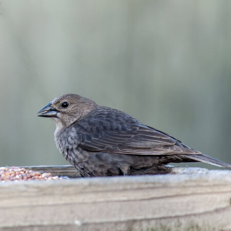 A cowbird visiting the local feederの写真素材