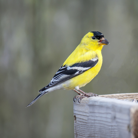 An American Goldfinch with a sunflower seed in his beakの写真素材