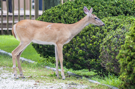 A deer in the yard munching on some shrubsの写真素材