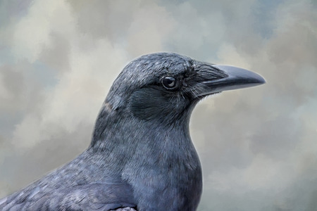 Close up portrait of a crow with a textured background.の写真素材