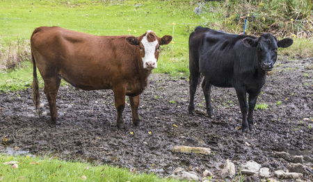 A couple of cows checking out the photographer