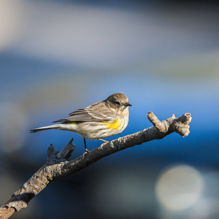 Yellow Rumped Warbler perched on a branchの写真素材