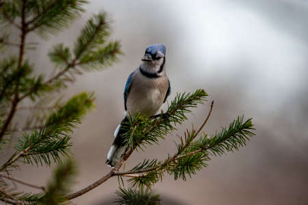 One of the loudest and most colorful birds of eastern back yards and woodlots, the Blue Jay is unmistakable.の写真素材