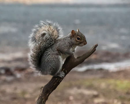 Gray squirrel on a dead tree branchの写真素材