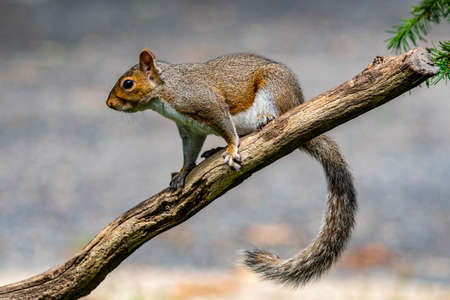 The eastern gray squirrel (Sciurus carolinensis), also known as the grey squirrel depending on...